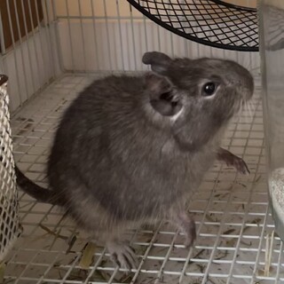 デグー　色ブルー　メス