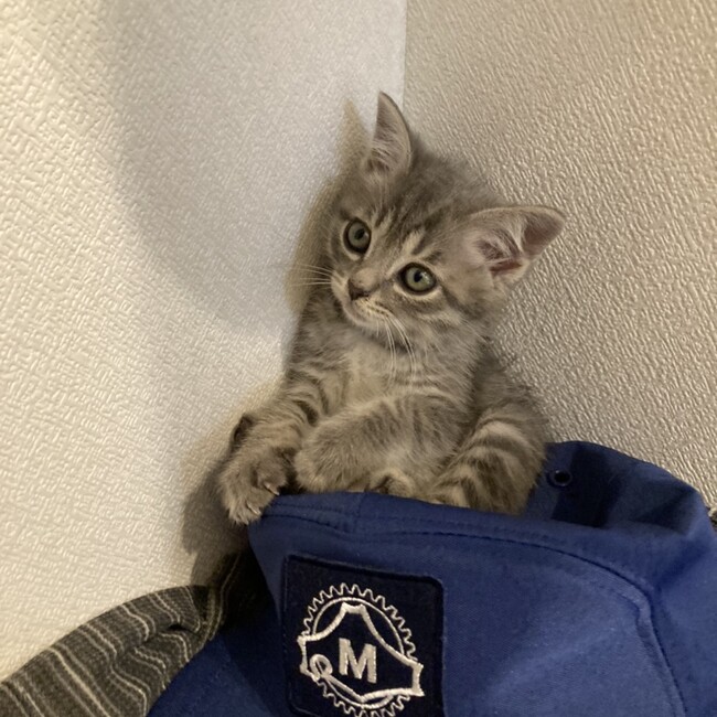 みーらーのカバー写真