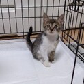 一旦停止　可愛い仔猫　オー君