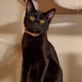 人慣れ抜群！オレあまえんぼさん黒猫