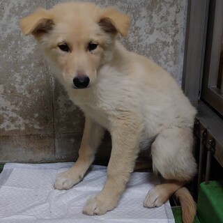 生後4ヶ月程度 薄茶の子犬　3-7-45