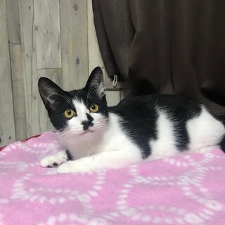 生後約半年、まだ甘えん坊の男の子