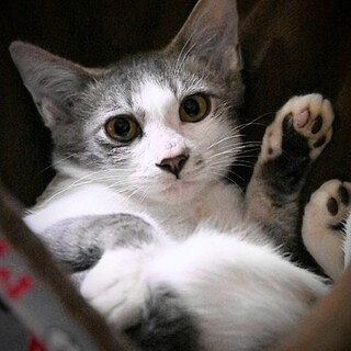 グレちゃん♡しあわせにゃんこになりました