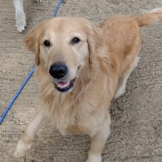 ☆しらすちゃん☆※応募者様多数のため一旦募集停止※