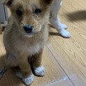 テリア風の可愛い仔犬ちゃん