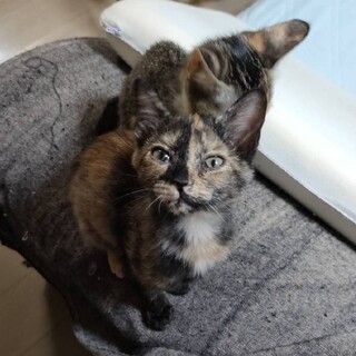 慣れ慣れサビ子猫♀