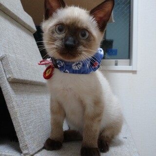 11月19日堺市★夜の里親会★ワグ君