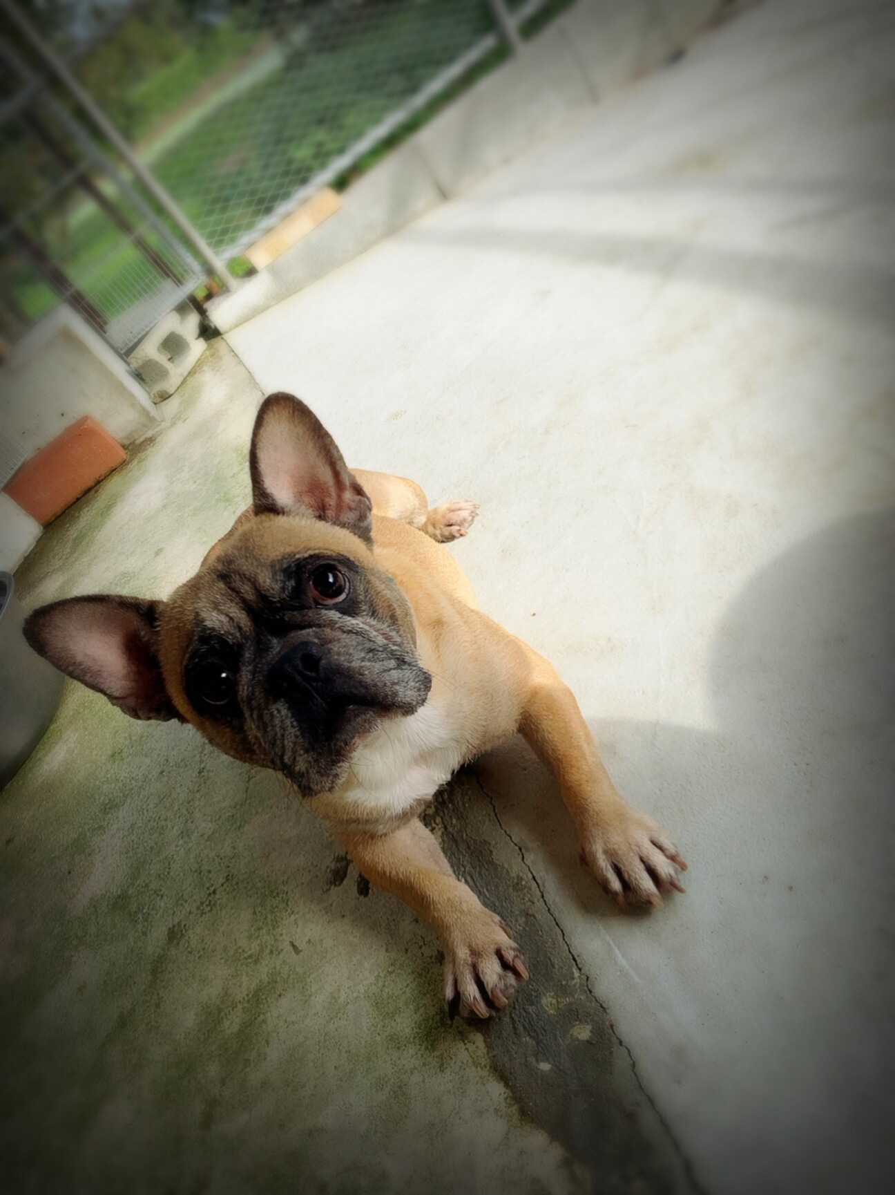 フレンチブルドッグ がん 佐賀県 犬の里親募集 3564 ペットのおうち 月間利用者150万人