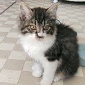 ノルウェイ風・抱っこもお膝も大好き甘えっ子のベル君