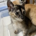 保護猫 里親さん募集しています。