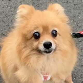 渡島（おしま）元気にくるくるチョロチョロ❤