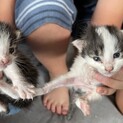 急募！！生後1ヶ月以内の子猫ちゃん3匹