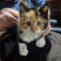 急募