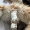 交渉中。懐っこいメインクーンの女の子です サムネイル3
