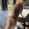 交渉中。懐っこいメインクーンの女の子です サムネイル4