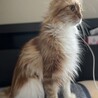交渉中。懐っこいメインクーンの女の子です サムネイル5