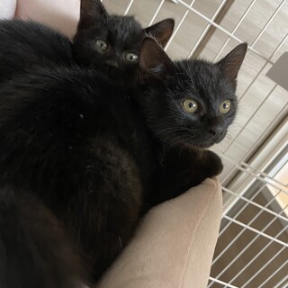 かわいい黒猫の子猫きょうだいです