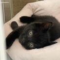 甘えん坊な黒猫きょうだい猫！