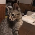キジ♂2ヶ月