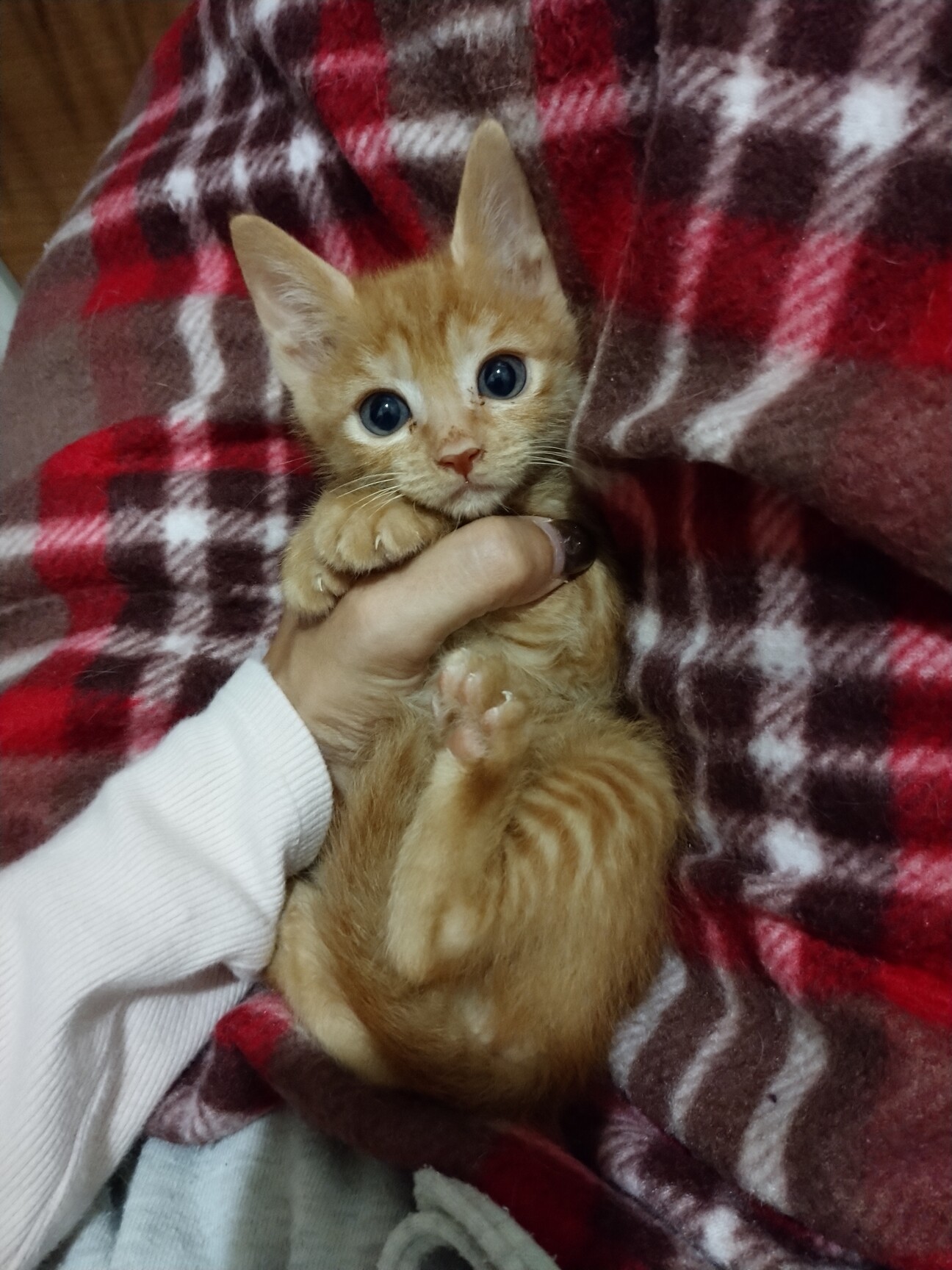 11月7日 堺市里親会参 大阪府 猫の里親募集 3604 ペットのおうち 月間利用者150万人