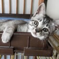 お問合せがあり一旦停止中です(さくちゃん)