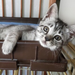 お問合せがあり一旦停止中です(さくちゃん)