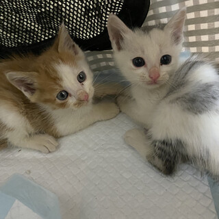 兄弟子猫☺︎（ミケ）