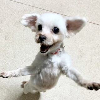 長万部（おしゃまんべ）ダンスで可愛くアピール❤