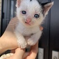 甘えん坊の子猫 白×黒斑