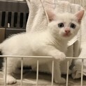 生後1ヶ月半の可愛い白猫