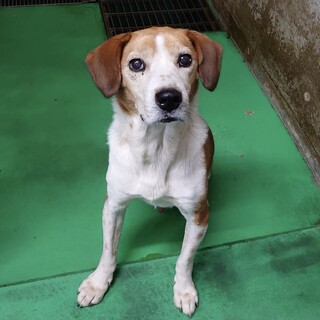 人馴れしたタレ耳わんこ 3-7-46