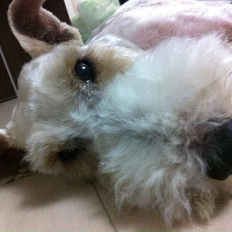 セナのカバー写真