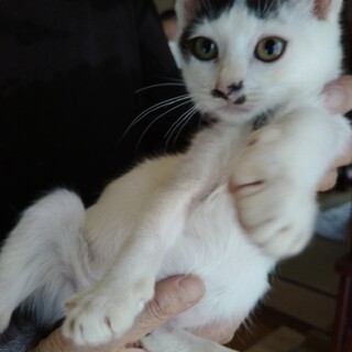 かわいい子猫（2～3ヶ月)の里親募集！