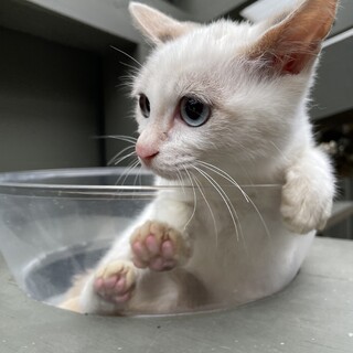 シャム系ブルーアイの美猫！２ヶ月の女の子！