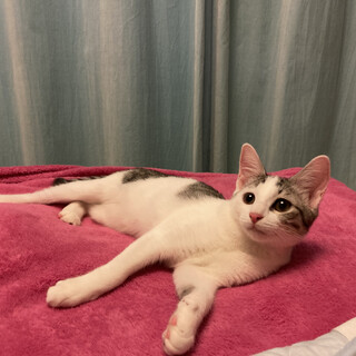 困り顔の癒し系？先住猫希望♡サバ白♡テイラー