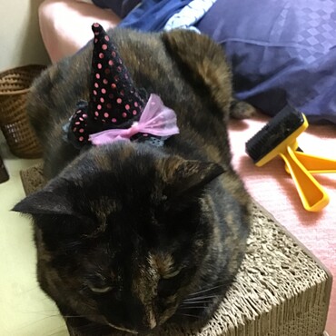 えさ家でのパーティー、参加したいけど仮装はできないの。これでいいかしら？