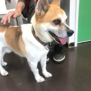 ７キロの小さな雑種  穏やか