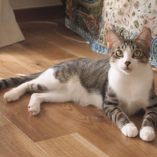 とってもかわいい男の子【ハナ】