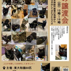 東大和猫80匹さんの譲渡会