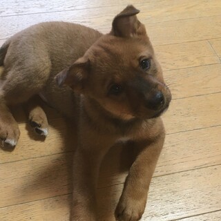 一旦募集停止元気いっぱいどん君です