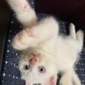 【活発・美形】オスメス白猫子猫＆黒猫ママ猫
