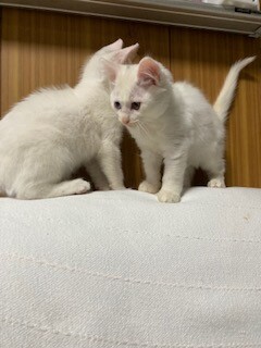 活発 美形 オスメス白 京都府 猫の里親募集 3668 ペットのおうち 月間利用者150万人