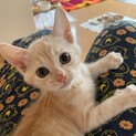 とっても甘えん坊、２ヶ月半のマロンちゃん
