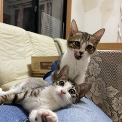 猫の里親会　in つくば　茨城県