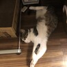 の写真