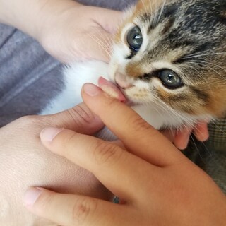 三毛猫の赤ちゃん