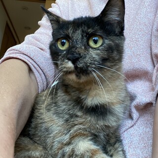 お利口さんで賢いサビ猫です