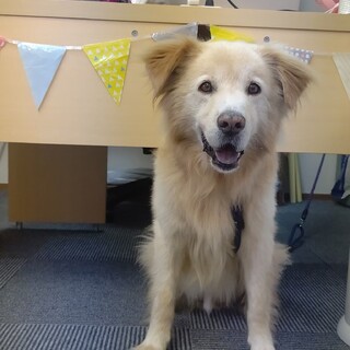 里親様決定しました！