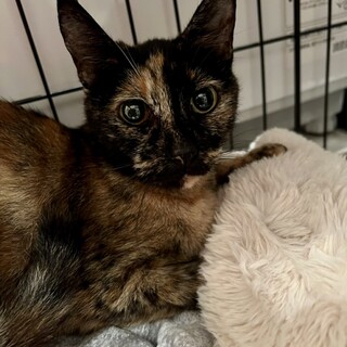 〝さびちゃん〟です♪