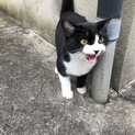 ★ハチワレ　のらねこちゃん　